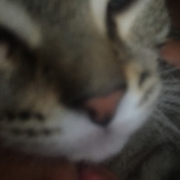 Meet your Posher, Anabelle - Picture 1 of 1